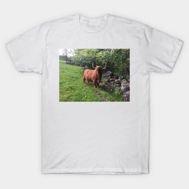 Scottish Highland Cattle Cow 2404 T-Shirt by SaarelaHighland